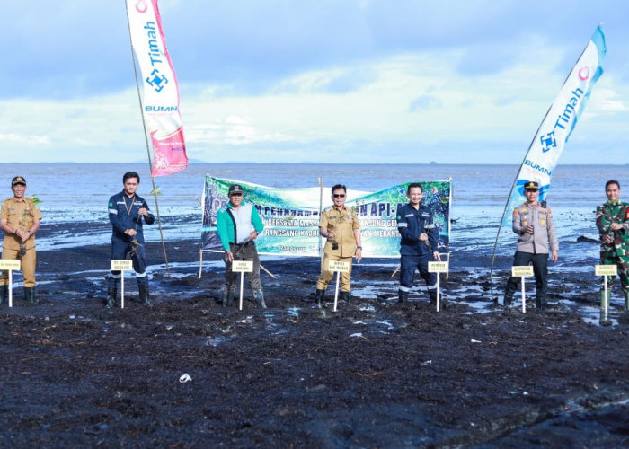 Cegah Abrasi dan Jaga Ekosistem Pesisir, PT Timah Tanam 3000 Mangrove di Pantai Sesai Party Beach