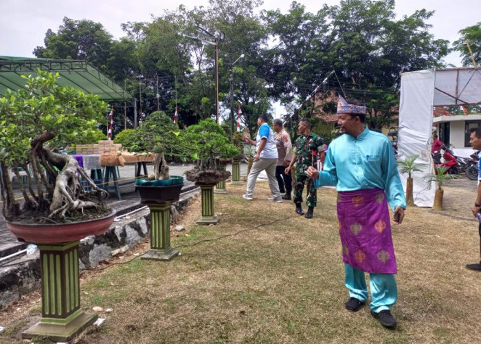 Museum Timah Indonesia Muntok Jadi Lokasi Pameran Bonsai, Warga Bisa Melihat Bonsai Endemik Bangka Barat