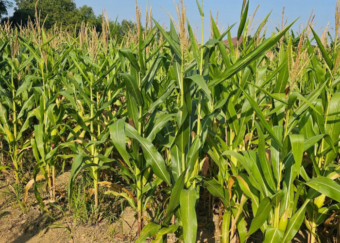 Jagung Pipil Siap Panen, Bukti Keberhasilan Pembinaan di Lapas Pangkalpinang