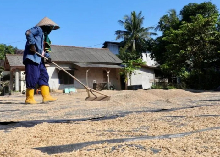 Pemprov Babel arahkan ASN beli beras petani lokal
