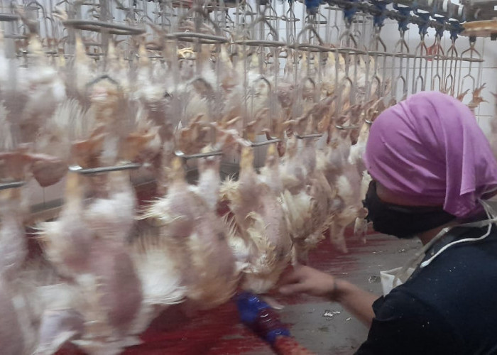 Produksi Ayam Potong Diproyeksi Surplus, KBI Ajak Pengusaha Manfaatkan Resi Gudang