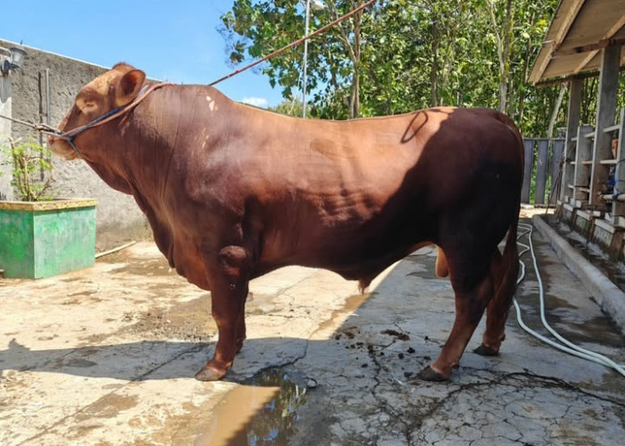 Sapi Presiden Siap Dipotong di Masjid Assalam Dusun Baru Beltim