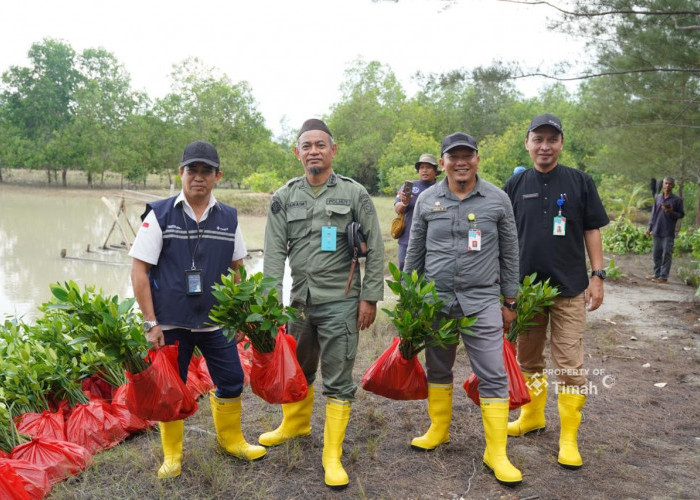 Lewat Program TJSL, PT Timah Tbk Tanam Belasan Ribu Mangrove di Kundur & Meranti untuk Jaga Ekosistem Pesisir