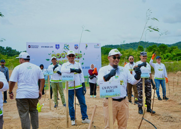 Menjawab Krisis Ekologis: PLN Babel Rehabilitasi Lahan Kritis dengan Penanaman 12.500 Pohon di HMPI 2025 