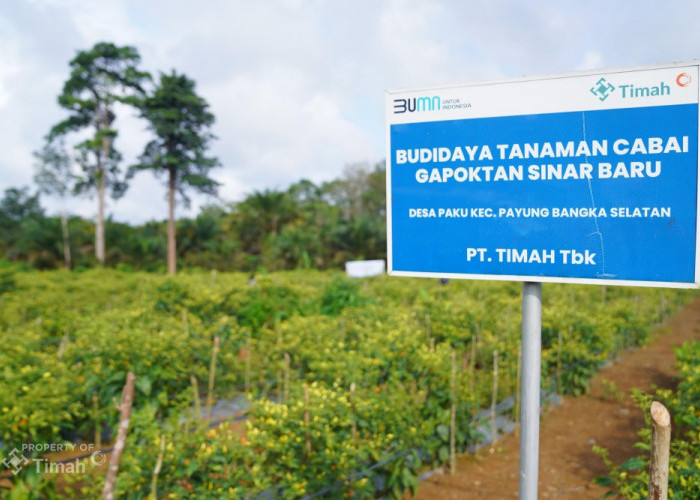 Dorong Ketahanan Pangan, Kolaborasi PT Timah dan Gapoktan Sinar Baru Hasilkan Panen Cabai Melimpah