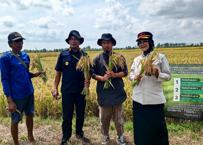 Kompos Lapas Pangkalpinang Terbukti Berkualitas, Dongkrak Hasil Panen Padi Desa Rias