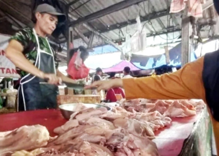 Babel Tambah Stok 80 Ton Turunkan Harga Daging Ayam
