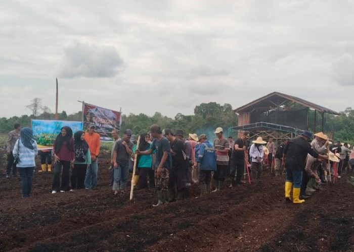 PT Timah Tbk Bersama Polsek Kundur Utara/Barat  Dukung Program Tanam Satu Juta Pohon Jagung 