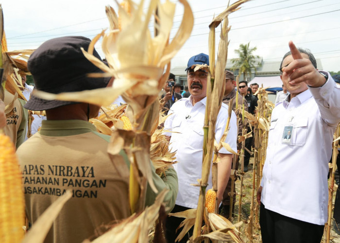 Nusakambangan Panen Perdana, Bangun Lumbung Ketahanan Pangan dan Beri Kesempatan Warga Binaan
