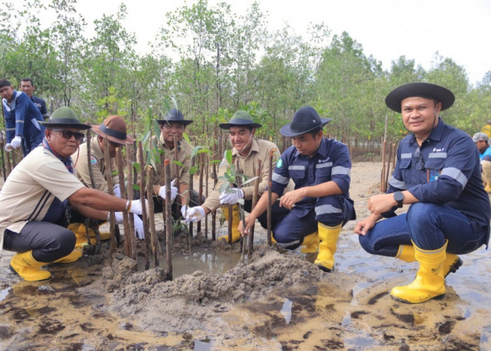 Kolaborasi dengan Masyarakat Desa Gemuruh, PT Timah Tbk Tanam Ribuan Mangrove di Pantai Batu Kucing 