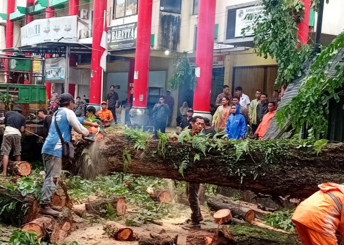 Pohon Tumbang Timpa Pengendara, Ibu dan Anaknya Tewas depan SD 42 Pangkalpinang