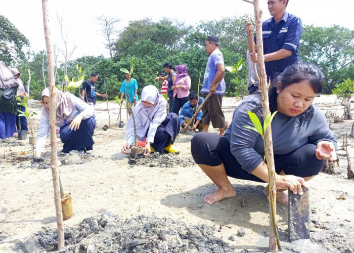 Gandeng Warga, PT Timah Tbk Kembali Tanam Mangrove di Pesisir Pantai Belo Laut