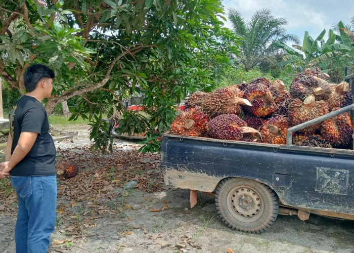 Polsek Airgegas Kembali Menangkap Ninja Sawit, 1,6 ton Jadi Barang Bukti 
