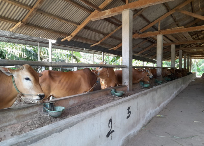 Jelang Idul Adha, Wabah LSD pada Sapi di Bangka Tengah Tak Ada Penambahan