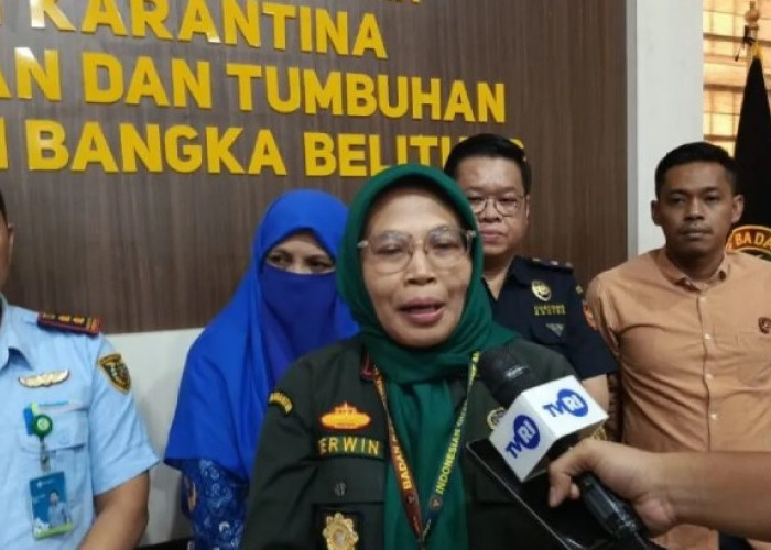 Babel Perketat Pasokan Babi Jelang Imlek