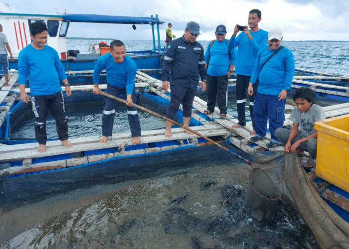 PT Timah Tbk Budidayakan Ikan dan Udang Vaname dengan Konsep KJA di Pulau Sukun Belitung Timur 