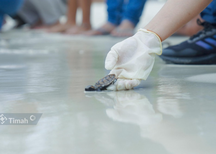 PT TIMAH Tbk Bersama Grup MIND ID dan BKSDA Sumsel Lepasliarkan Tukik Penyu Sisik di Belitung