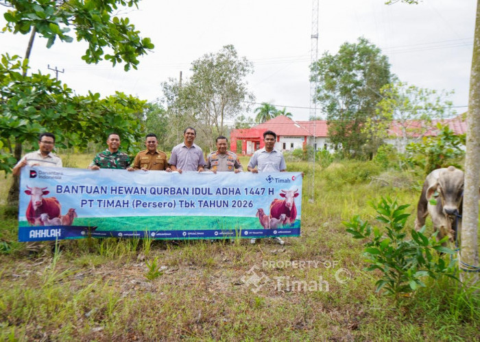PT Timah Berbagi Hewan Kurban, Warga Bangka Selatan Rasakan Hangatnya Iduladha
