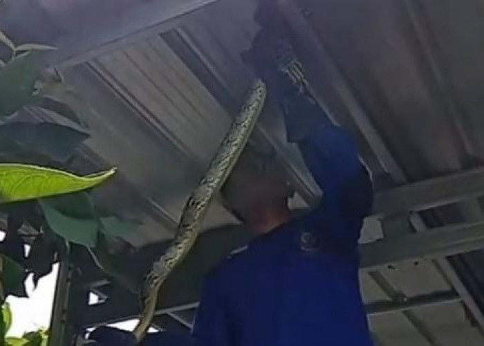 Damkar Evakuasi Ular Dari Atap Rumah Warga