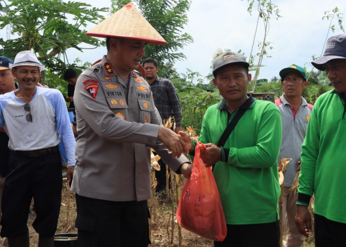 Kapolda Babel Ikuti Panen Raya Jagung Serentak, Polri Tegaskan Hadir di Garis Depan Ketahanan Pangan Nasional