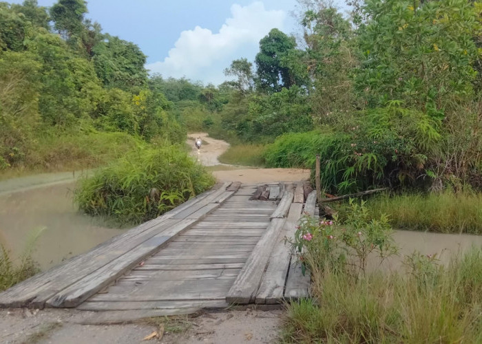 Hutan Dusun Kelidang Diobrak-abrik Alat Berat