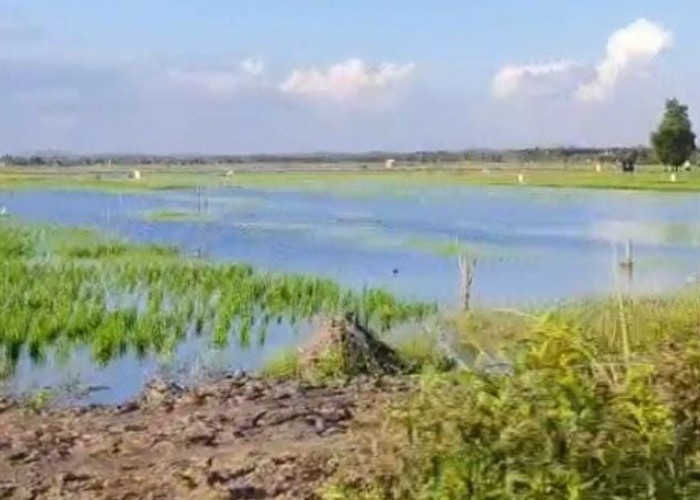 Panen Padi di Fajar Indah  Terancam Gagal, 80 Hektar Sawah Terendam Air, Diduga Karena Ini 
