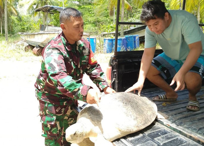 Personel Babinsa Bangka Selamatkan Penyu Tempayan yang Terdampar di Bukit Layang