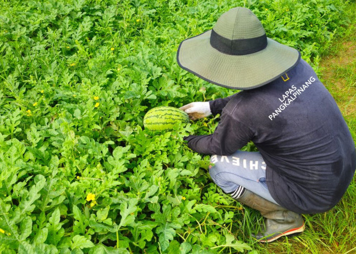Dari Melon Kini Semangka, Kompos Produksi Lapas Pangkalpinang Terus Tunjukkan Kualitas