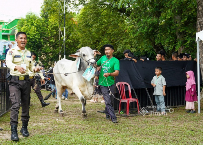 PT Timah Salurkan Ratusan Hewan Kurban di Momen Iduladha 1447 H