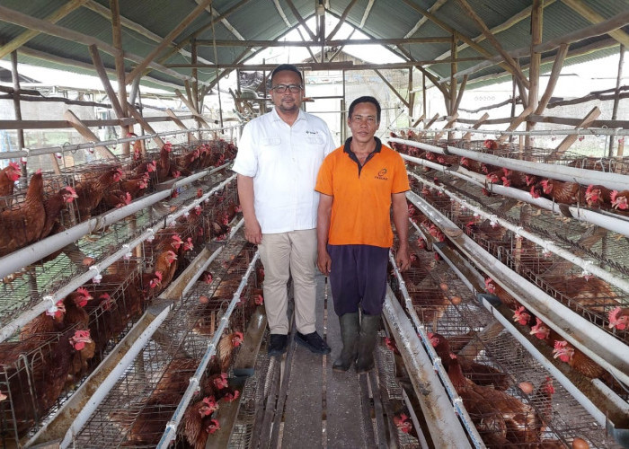 Program PUMK PT Timah Tbk Dukung Perkembangan Bisnis Ayam Petelur Niko