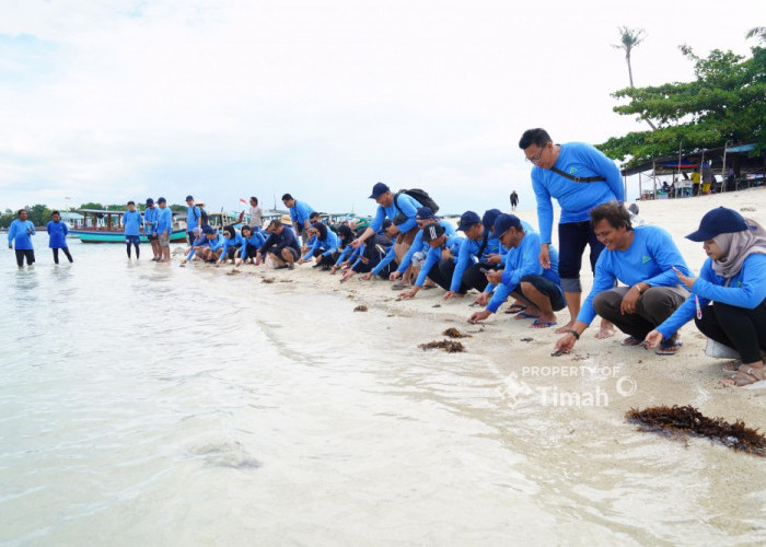 Dukung Pariwisata dan Ekosistem Laut, PT Timah Tbk Bersama AAI Sumbagsel Lepasliar Tukik di Pulau Kelayang