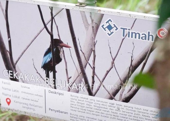 Bersama PPS Alobi, PT Timah Tbk Rawat dan Kembalikan Satwa ke Alam Bebas