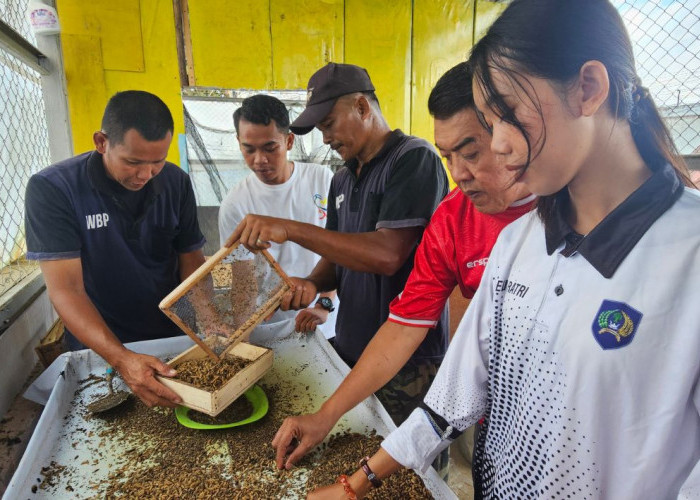 Lapas Pangkalpinang Perkuat Kemandirian Warga Binaan Lewat Budidaya Magot Bernilai Ekonomi