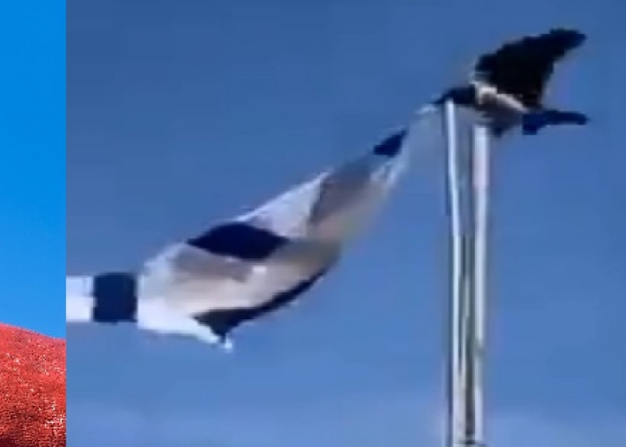 Ingat! 3 Pertanda ke Israel. Sapi Merah Lahir, Burung Gagak Hancurkan Drone dan Robek Bendera