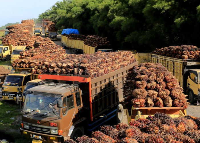 Pemblokiran Rekening CV MAL, Petani Sawit di Bateng Ngeluh Hingga Pekerja Terancam PHK