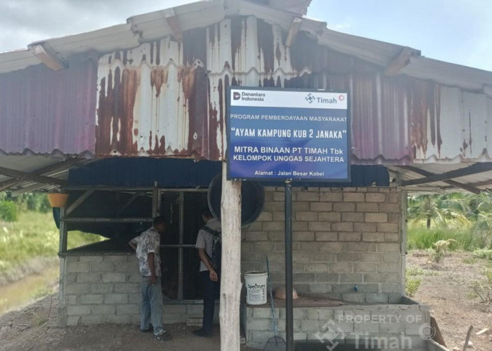 PT Timah Perkuat Ekonomi Lokal Melalui Peternakan Ayam Kampung di Kabupaten Karimun    