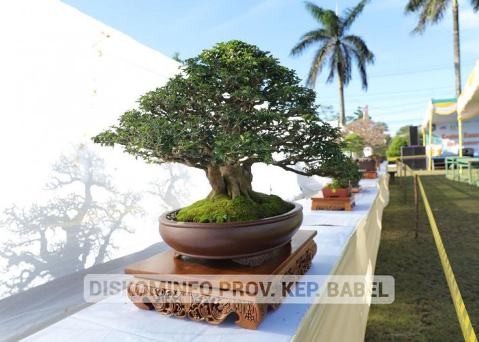 Hadiri Kontes Nasional, Pj Gubernur Suganda Apresiasi Para Pegiat Tanaman Bonsai