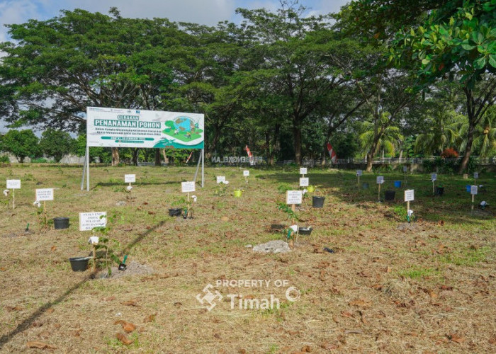 Kolaborasi Tingkatkan Ketahanan Energi, PT Timah Bersama PLN dan METI Tanam 1500 Pohon Angsana di Taman Energi