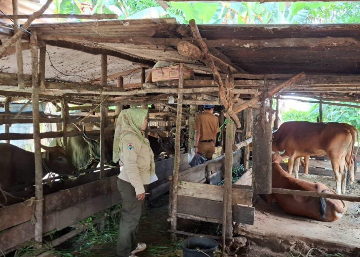 Jelang Idul Adha, Ini Upaya Dinas Pertanian Pangan Beltim Cegah PMK dan LSD