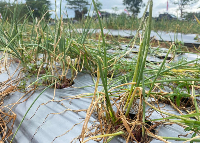 Terdampak El Nino, Petani Bawang Merah di Bangka Tengah Terkendala Air dan Hama