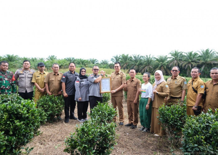 Teh Tayu Jebus Resmi Terdaftar sebagai Indikasi Geografis