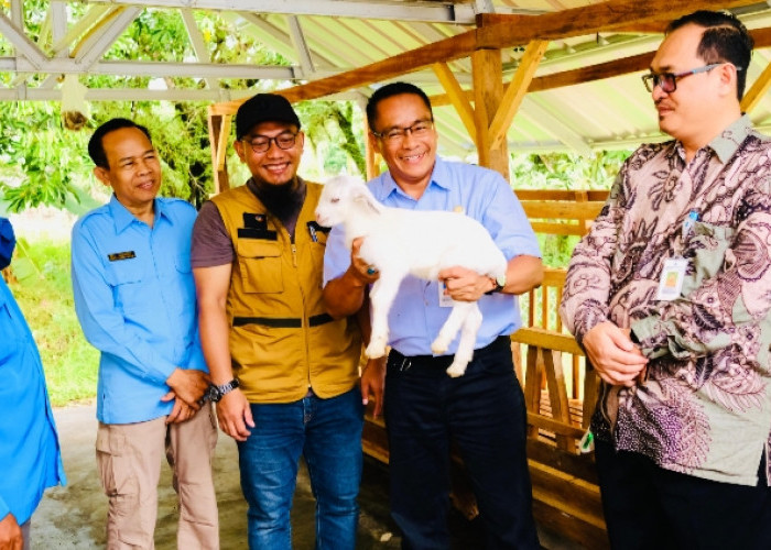 PLN Serahkan Bantuan TJSL Pemberdayaan Kelompok Kambing Perah di Pangkalpinang