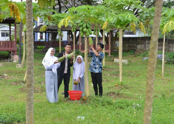 Mengisi Waktu Luang dengan Bertani, Pondok Pesantren Pemali Panen 