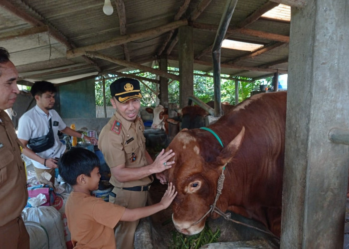 Sapi Limosin 918 Kg Kurban Presiden Prabowo Untuk Masjid Al Muhajirin Air Ruai