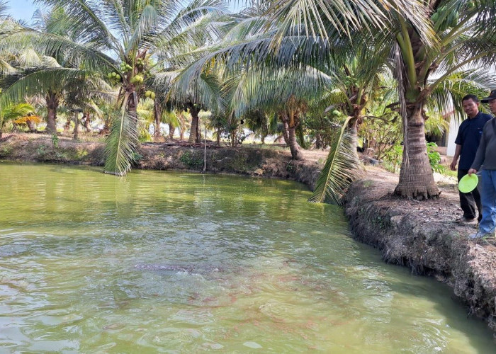 Budidaya Ikan Air Tawar, Pokdakan Berkah Rias Bu Penen 17 Ton Ikan 