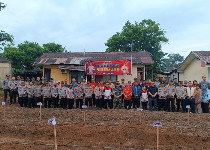 Dukung Ketahanan Pangan Nasional, Polsek Bukit Intan Tanam Jagung di Lahan 0,4 Hektare