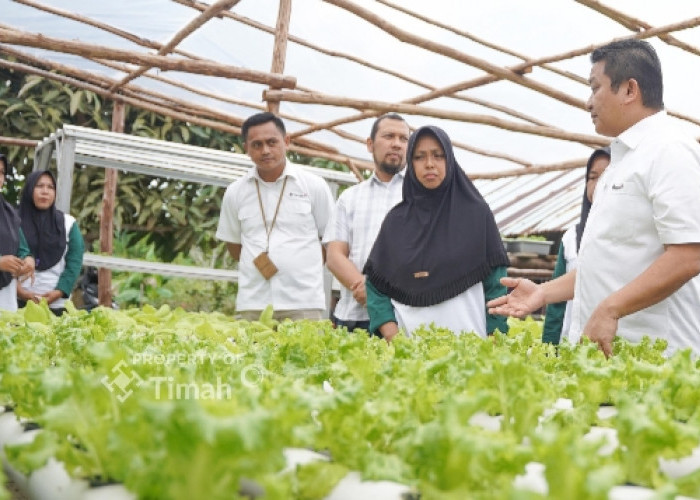 Dorong Pemberdayaan Ekonomi Lokal, PT Timah Gerakkan Program Hidroponik Bagi Kelompok Perempuan di Desa Sawang