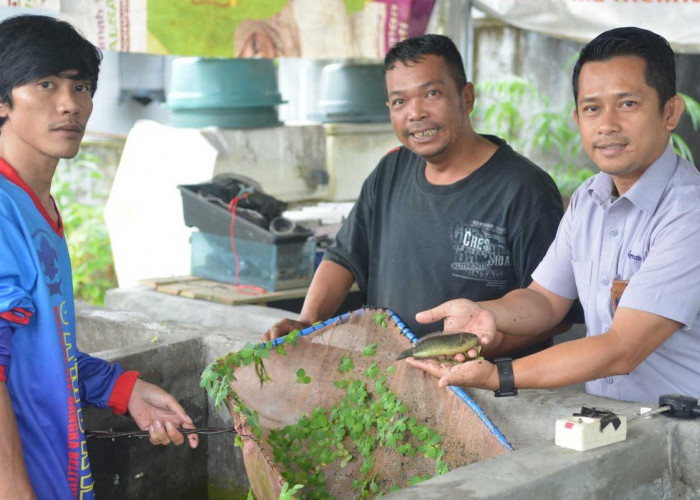 Bersama The Tanggokers, PT Timah Tbk Ikut Melestarikan Ikan Endemik Bangka Belitung 