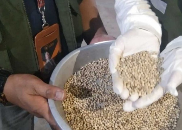 1,37 Ribu Ton Lada Putih Babel Tembus 5 Negara, Nilai Ekspor Capai Rp180 Miliar