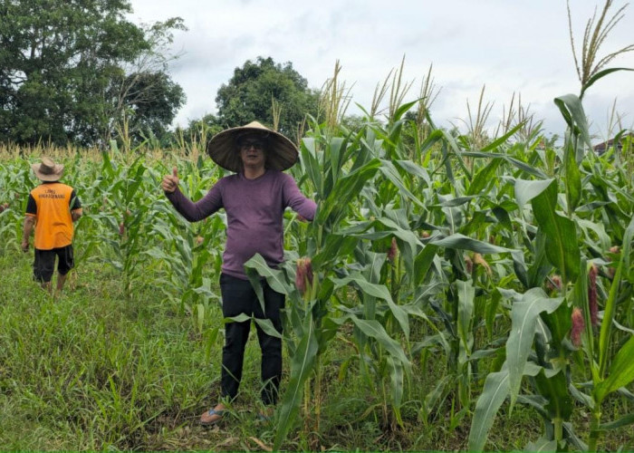 Jagung Tumbuh Subur di Lahan 5.000 Meter Persegi Milik Lapas Pangkalpinang